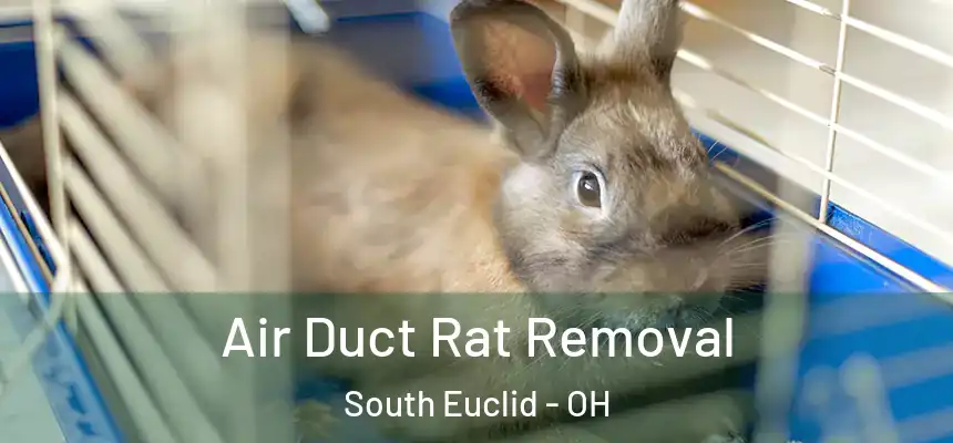  Air Duct Rat Removal South Euclid - OH